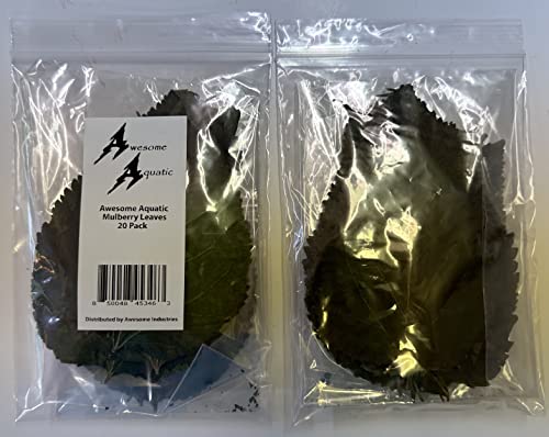 Image of Awesome Aquatic Mulberry Shrimp Leaves Natural Botanical Leaf Food Organic Treat Aquarium Fish Shrimp Terrarium High Protein Vitamin Mineral Fiber Healthy Habitat Environment (Mulberry 20 pk)