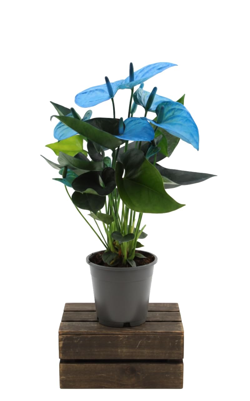 Anturio Azul de Interior Anthurium Andraeanum Azul 12 cm con Altura de 40-45 cm DECOALIVE Planta Natural para Oficina y Salón para Decoración Viva
