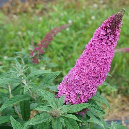 Proven WinnersBUDPRC1456101 Pugster Pinker Butterfly Bush Live Plant, 1 Gallon, Pink Flowers