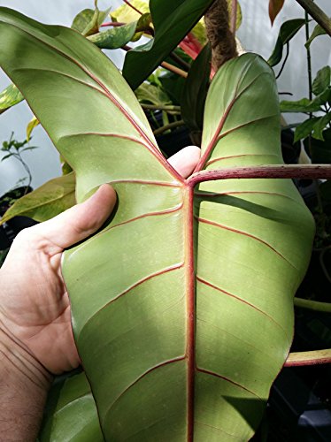 Amazon.com : Rare Philodendron bernardopazii aka Superbum - Live Plant in 4  inch Pot - Simple to Grow Tropical Plant Houseplant or Outdoors : Patio,  Lawn & Garden