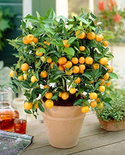 Grafted Hybrid All Time China Kumcot Orange Lemon Plant (B0BML8ZPLJ) Amazon Price History, Amazon Price Tracker