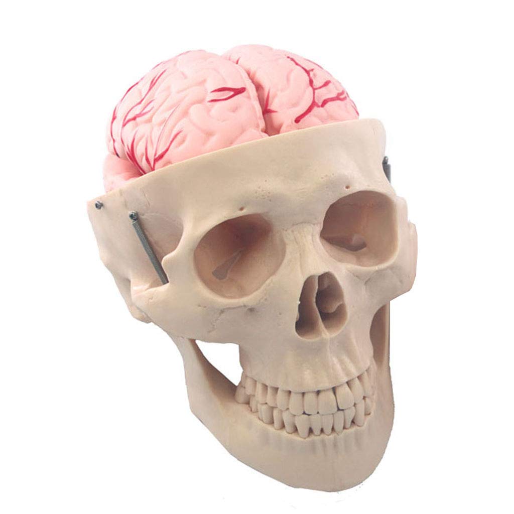 Sjdopulse Human Skull Model With Brain - Medical Anatomical Brain Model -Detachable Skull Model With Brain - For Study Teaching Display Medical Model, Lab Equipment