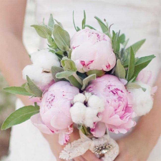 3 Large Pink Flower Peony Sara Bernhardt Garden Roots Peonies Growing Prennial Plants — image 1