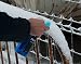 Sisbrill Des-Helante, Descongelante Parabrisas - Eliminador de Hielo y Escarcha - 500...