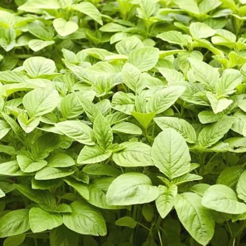 Green Amaranth Seeds – Giant Steam Amaranth Variety, High Yield, Easy to Grow Garden Vegetable – Data Shak/Dugi Type – 5 Gram Premium Seeds