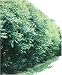 24 Hybrid Willow Trees. Austree grows 12 foot 1st season. Create instant privacy fence hedge