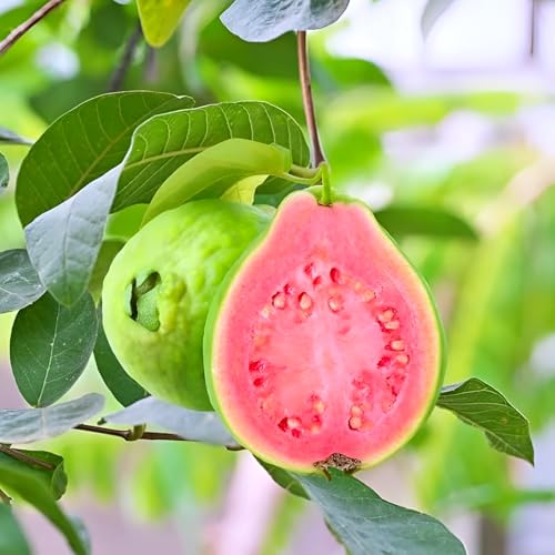 Image of Hidden Enterprise Taiwan Guava Live Fruit Plant High Yield Sweet Variety | Height 1.5-2 Feet | Without Pot | Ideal for Home Garden Balcony Terrace Outdoor Growing with Healthy Roots