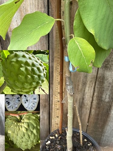 1 Grafted on Rare Seedling El Bumpo Cherimoya Tree App 35'