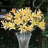 夏植え球根 リコリス おおすみ 3球 / リコリスの球根 彼岸花 国華園 24年秋商品