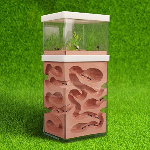 awagas Ecological Ant Nest Farm, Ant Castle Ant Formicarium, Transparent Ant House Plaster Ant Nest, Ant Workshop Insect Villa Ant Feeding Box for Ants Study Science Experiment Gift - Image 3