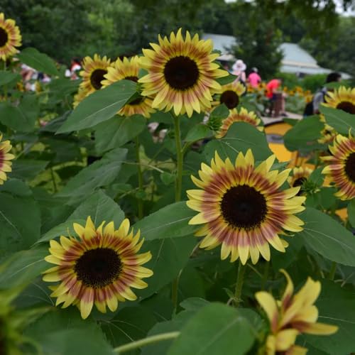 semillas de girasol perennes resistentes, jardín, orgánicas, interior 85pcs