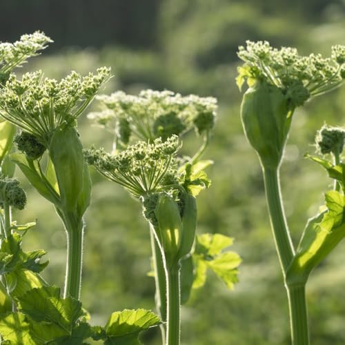 Semi di levistico biologico, balcone con lettino per di levistico resistente, biologici 150pcs