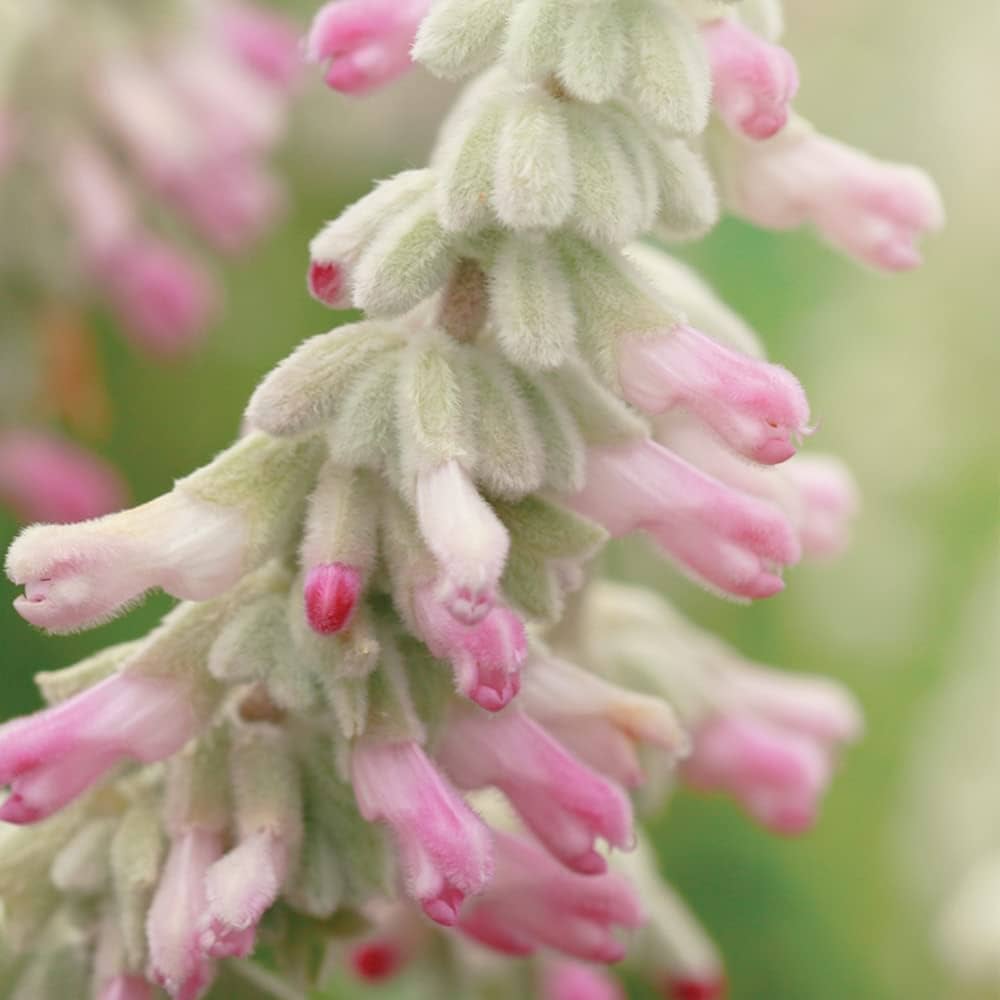 ピンクアメジストフラワー【開花】 ピンクアメジストフラワー【開花】