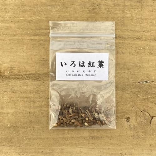 遊恵盆栽 ：盆栽種子 イロハモミジ*いろはもみじ 紅葉 - 遊恵盆栽 - 商品画像