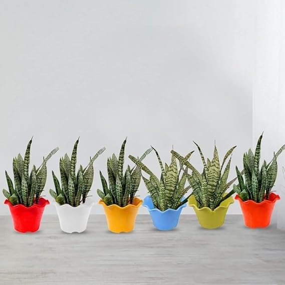 Dervino Plastic Round 10 Inches Flower Pots for Home Planters, Terrace, Garden Etc | Pack of 06 | Multicolor | Suitable for Home Indoor & Outdoor Gardening Plants (Multi) (B0D6KX2P6H) Amazon Price History, Amazon Price Tracker