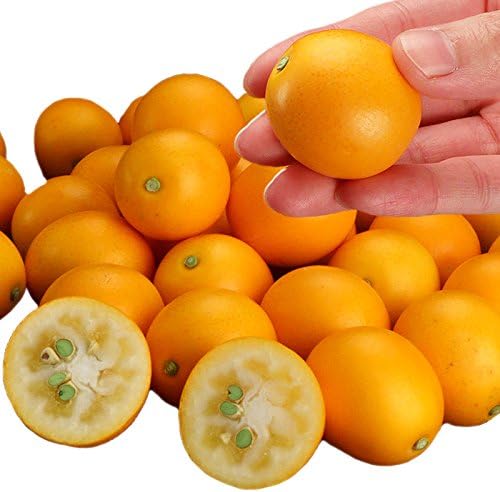 Amazon 静岡県産 金柑 こん太 約1kg 大玉 きんかん キンカン ギフト 旬 フルーツ 柑橘 果物 オーガニックサイバーストア みかん 柑橘類 通販