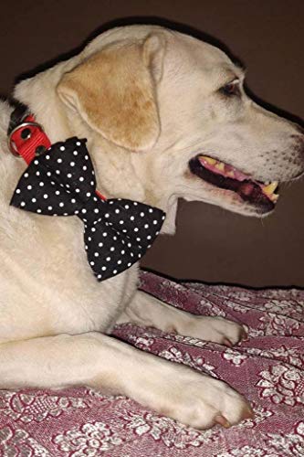 Image of That Dog In Tuxedo Twinkle Dots Dog Bow Tie Bowtie with Collar (Size - S)