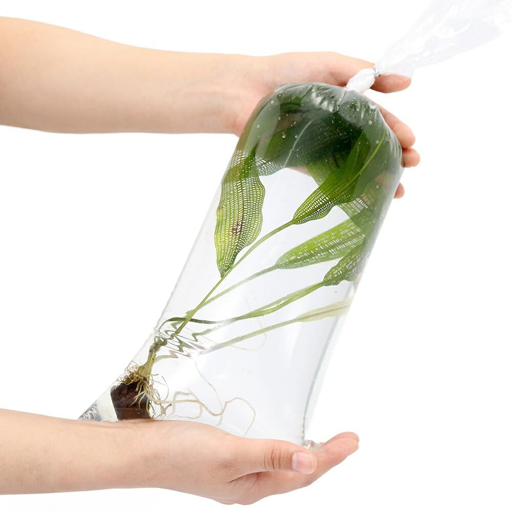 Amazon.co.jp: （水草）アポノゲトン マダガスカリエンシス（レース