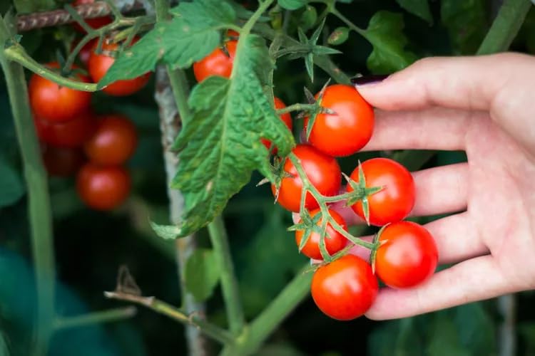 Image of Red Cherry Tomato Seeds | Miniature Size | High Germination Rate | Organics | for Home | Kitchen | (Cherry Tomatos)