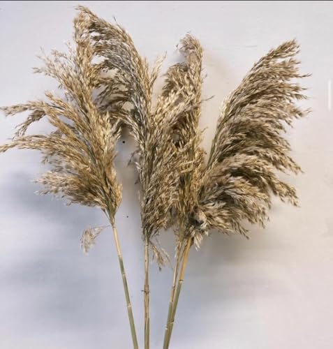6 PCS Sorcish 100% Natural Fluffy Dried Pampas Grass 6 Small Stick pcs for Small Pot/ Container