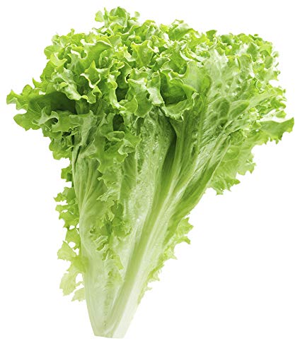 Creative Farmer Vegetable Seeds Lettuce Seeds For Kitchen Garden Seeds - Lettuce Green ?Seeds Seeds Germination Home Garden Seeds (B07N49L17J) Amazon Price History, Amazon Price Tracker