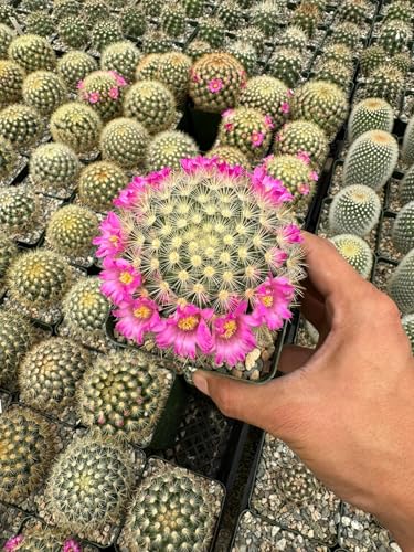 Mammillaria laui subducta Cactus - Large - Live Plant -