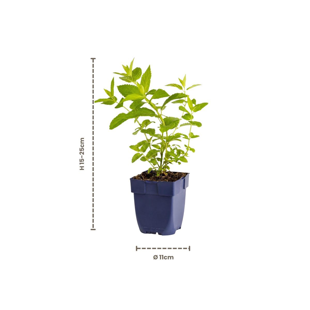 MyGreenHelp - Nepeta 'Wild Orchid' - Set 3 Piante Vere Vaso 11 cm - Nepeta Perenne, Fiori Rosa-Malva, Pieno Sole