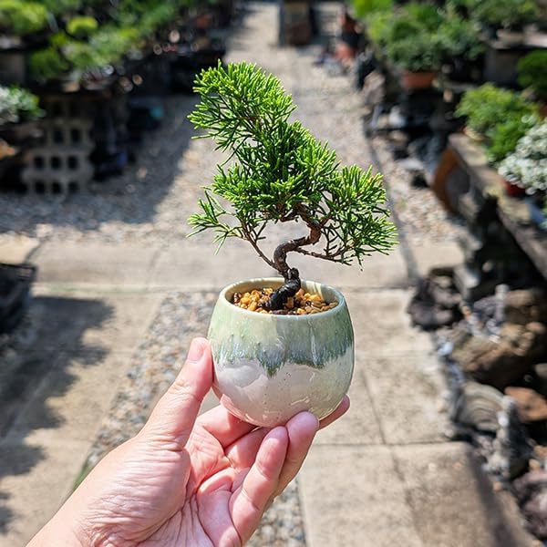 糸魚川真柏の繊細で美しい葉性