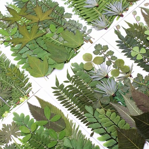 30 hojas prensadas secas diversas para manualidades miniatura 3