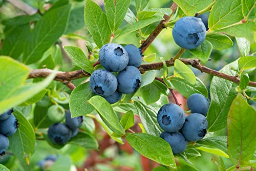 Highbush Blueberry Fruit/Shrub Seeds, 50 Seeds Per Packet, (Isla's Garden Seeds), Non Gmo Seeds, Botanical Name: Vaccinium Corymbosum #TOP1