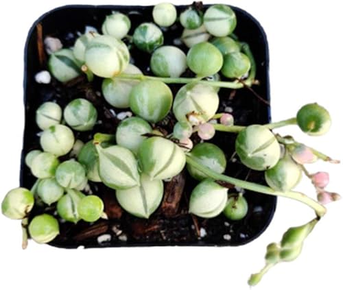 Plantas suculentas vivas cadena de perlas abigarradas (maceta de 2 pulgadas)