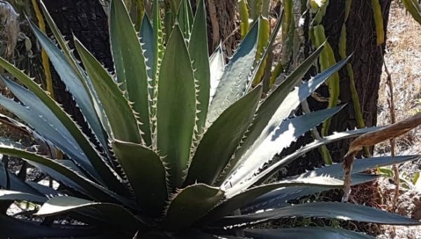 多肉植物　発根済み　アガベ・メガロドンタ（Agave megalodonta） Amazon.co.jp: 種子アガべ メガロドンタ Agave megalodonta 種子10粒