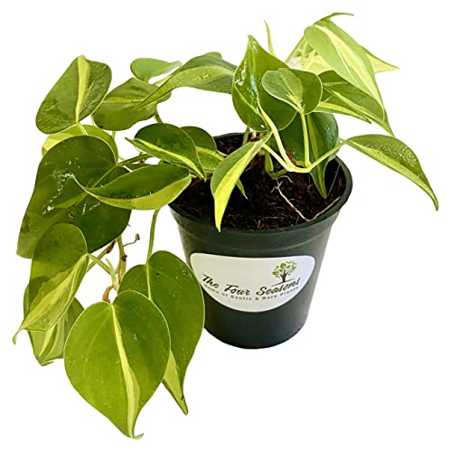 Image of The Four Seasons Philodendron Brasil Natural Live Plant in Pot