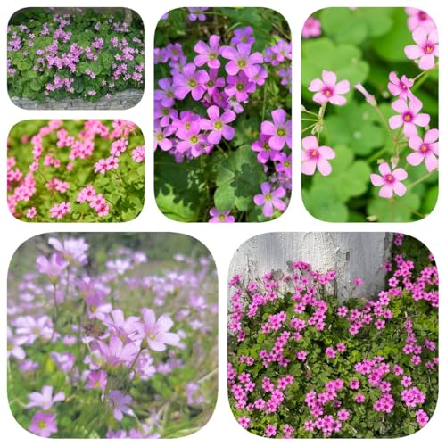 15 pz bulbi di oxalis - oxalis corymbosa, regali di di prato fiorito esotici bulbo da fiore a fioritura precoce decorazione del balcone, piante in vaso resistenti all'inverno,
