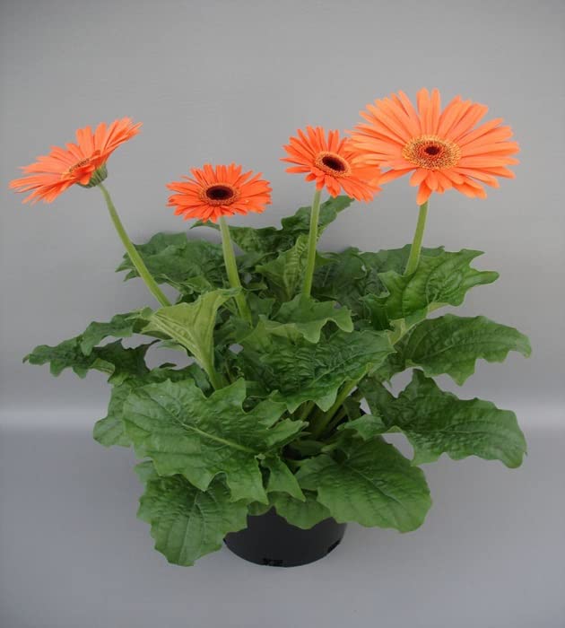 Anuraj farms Gerbera Jamesonii Gerbera Daisy GER-ber-a JAYM-sun-eye Transvaal Daisy Barberton Daisy Live Plant barberton daisy live plant (Orange) (B0BY4WB31X) Amazon Price History, Amazon Price Tracker