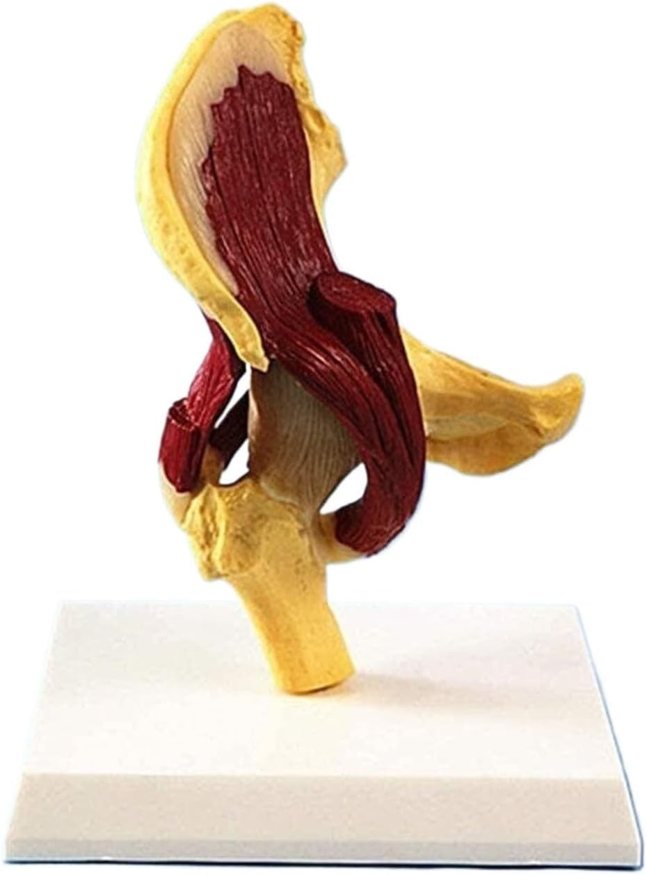 Model Anatomiczny Stawu Biodrowego Człowieka Odzwierciedla Związek Między Ludzką Kością Udową A Miednicą I Mięśniami. Narzędzie Edukacyjne Modelu, Multi-colored, 22cm