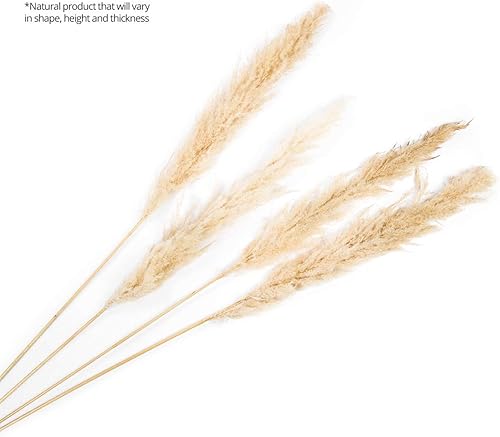 Miniatura 14 de Koyal Wholesale Plumas decorativas de hierba de las pampas secas reales, 28-32 pulgadas, color crema natural, a granel de 96 piezas de tallos de