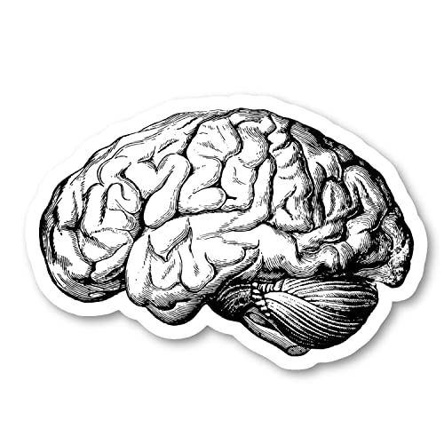 Brain Anatomy Medical Students Sticker Laptop Stickers Phone Stickers Stickers ...