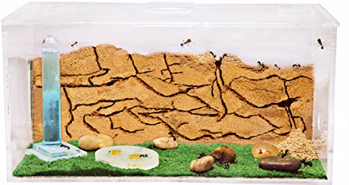 Sand Ant Farm - Educational formicarium for Live Ants