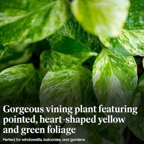 Image of American Plant Exchange Golden Pothos 4-Inch Pot - Easy-Care Trailing Houseplant, Air-Purifying Vine for Home & Office, Low-Maintenance Indoor Plant for Hanging Baskets & Shelves