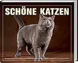 Schöne Katzen