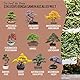 10 Bonsai Samen aus 5 Kontinenten I Exotische Baum Samen für deinen einzigartigen Bonsai-Baum I Starter Kit für Anfänger und Pflanzen Verrückte I Unser Bonsai Set als besondere Geschenkidee