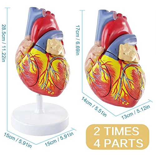 Image of NEW HORIZON Human Heart Model,4-Part 2X Size Cardiac Anatomical Model, 34 Accurate Numbered Anatomical Structures with Number Manual, Magnets, Display Base, for Classroom and Cardiology Study