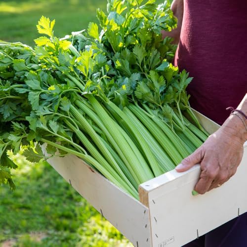 Semillas de apio, Apium graveolens, semillas de plantas exóticas Semillas de apio orgánicas semillas de hortalizas, plantas verdes semillas y plantas de hortalizas semillas de 200pcs