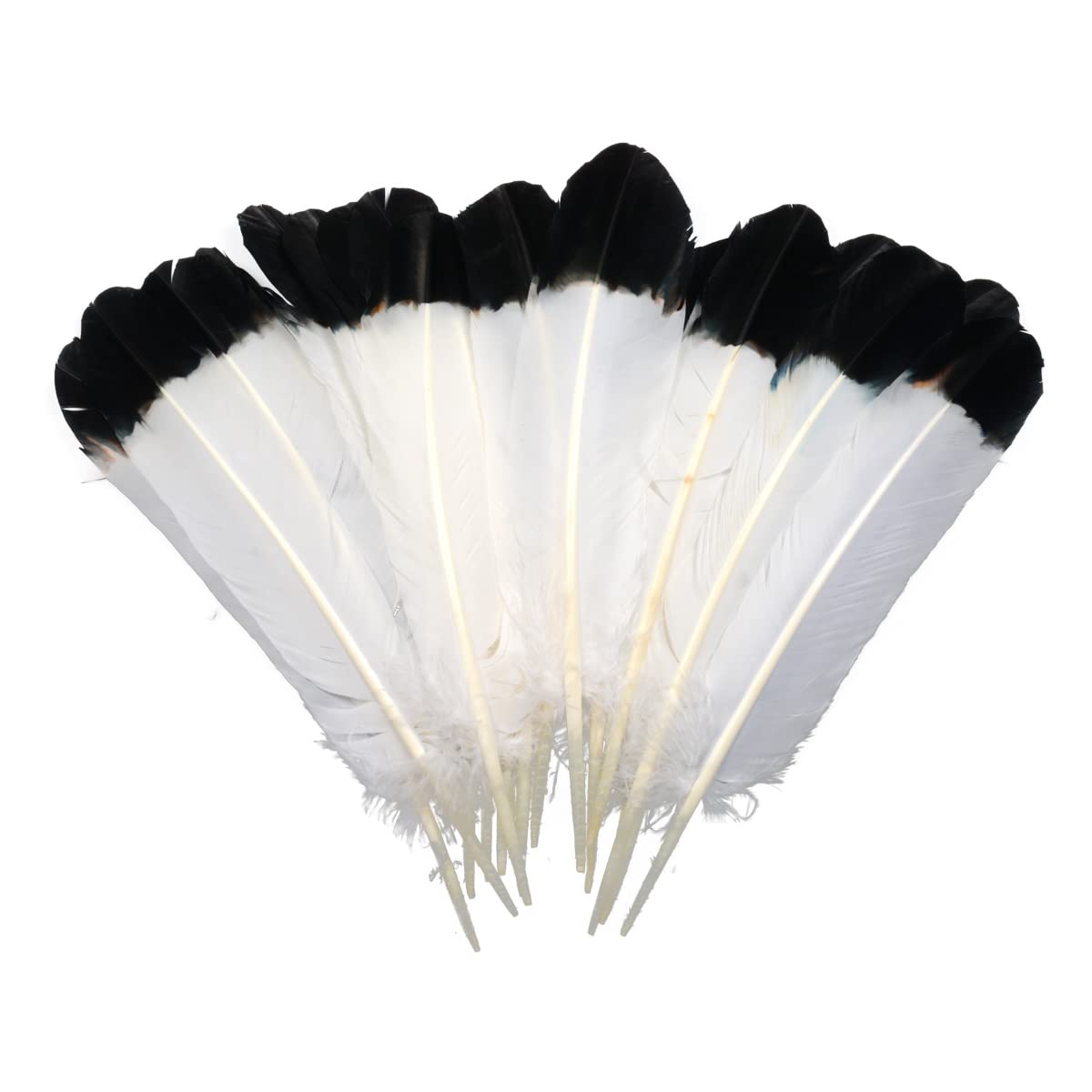 Ws&Wt 20pcs 10-12inch Turkey Feather for Craft Round Quill Feathers Right Left Wings Art Decoration Party Costume-White w/Black Tips
