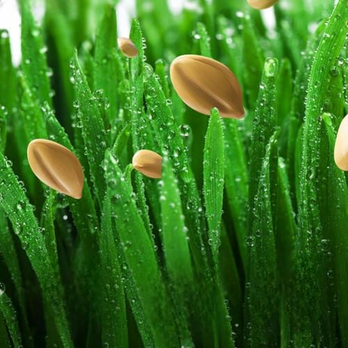 Abbdbd Bac À Graines Hydroponique pour Herbe À Chat, Plateau De Germination Léger, Pot d'herbe À Chat, Boîte À Plantes pour Planter De l'herbe À Chat