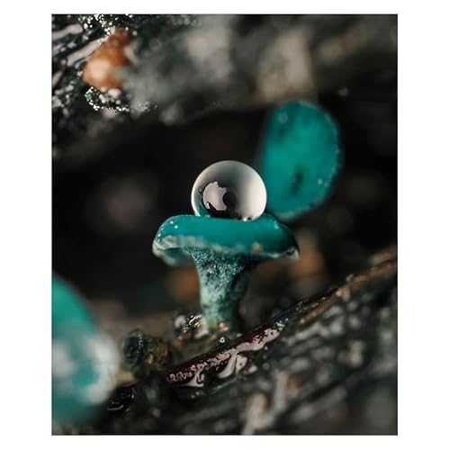 Objectif hybride OM System .Zuiko Digital ED 90mm f3 5 Macro x2 IS PRO - vue 8