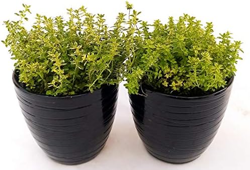 POWERS TO FLOWERS - TIMO LIMONE BIO 2 PIANTE, piante vere