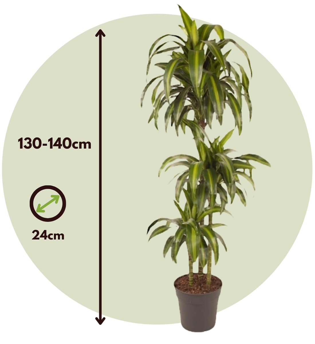 3d elefantenfuß Elefantenfuss | Beaucarnea recurvata
