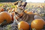 Fall Dog Bandana - Set of 2 Washable Reversible Square Plaid Pet Kerchief Scarf for Halloween